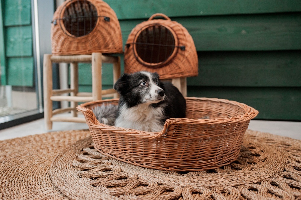 Paniers pour animaux