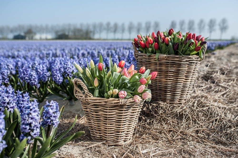 Panier de fleurs